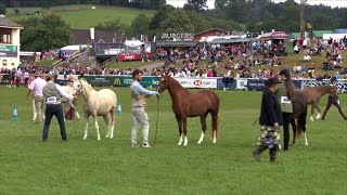 Merlod Cymreig - Eboles 2 flwydd | Welsh Ponies - Filly 2 yr old