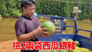 滿地西瓜賣不出去，石頭撿2了兩袋餵豬，不料吃了壞瓜拉肚子【石頭秀】