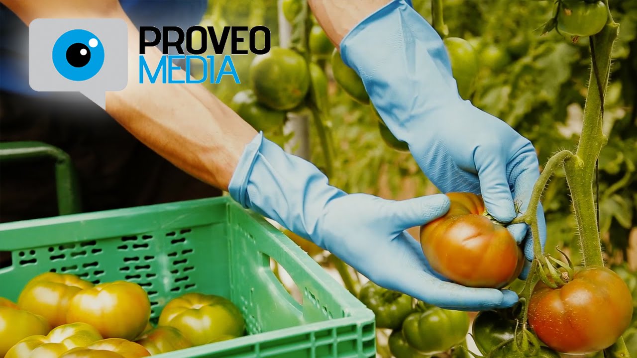 Perichan (Video presentación ESP)