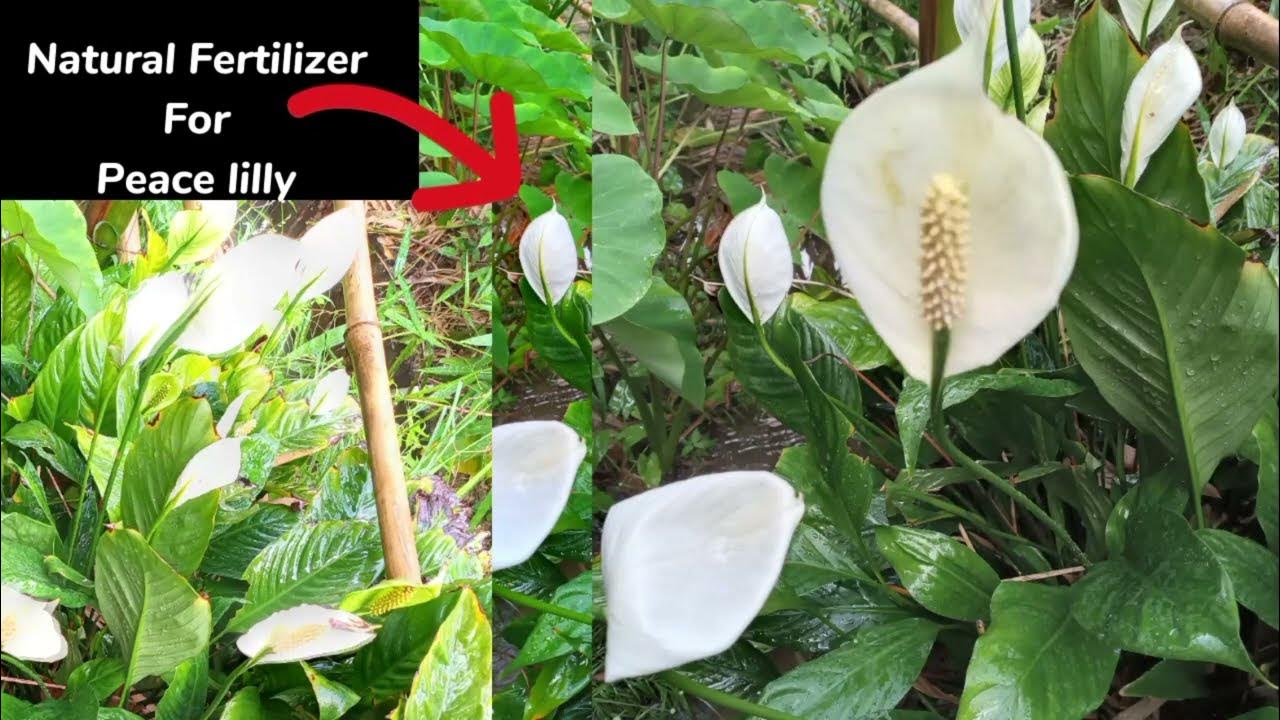 Most BEST and Common (Natural) Fertilizer For Plants Peace Lilly YouTube