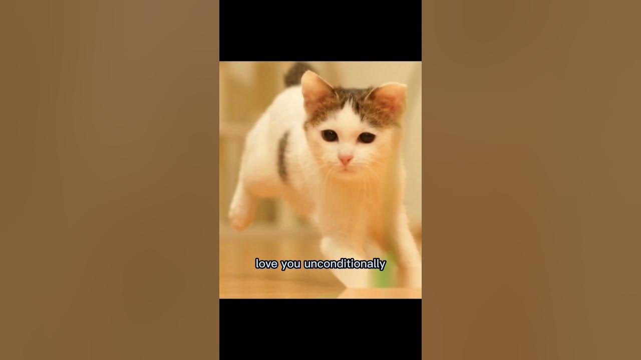 Is My Cat Spoiled? Sign No.4 catvideos cat YouTube