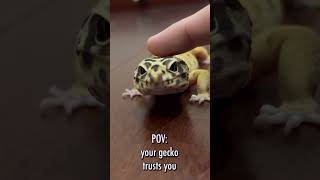 POV: Your gecko loves and trusts you #leopardgecko #gecko #lizard #reptile #subscribe #exotails