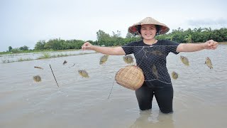 How to catch fish in the floating season / drop anabas net in the countryside