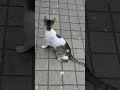 like, share and subscribe for more cute cats