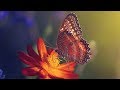 Peaceful Relaxing Instrumental Music, Meditation Calm Music "Butterfly Meadow " By Tim Janis