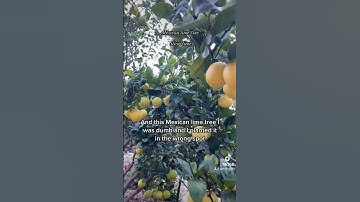 Why your lime tree doesn’t produce fruit! #citrus #southerncalifornia