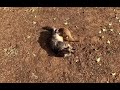 Meerkat killing my cat