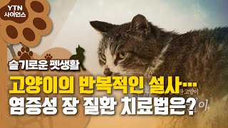 [슬기로운 펫생활] 고양이의 반복적인 설사…염증성 장 질환 치료법은?  / YTN 사이언스