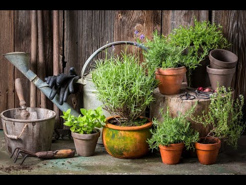 Video: 4 moduri de a crește plante mari