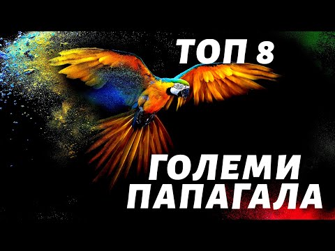 Видео: Най-големият папагал в света