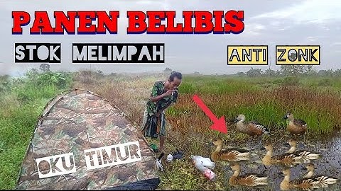 PANEN BELIBIS 🔥 2 SPOT BERBEDA❗❗DUCK TRAPPING