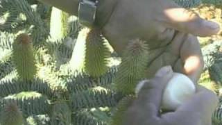 Silver Mountain Christmas Trees Seed Orchard