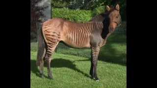 Real Animal Hybrids/Crossbreeding!