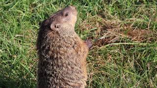 Felix The Groundhog Standing On Its Hind Legs