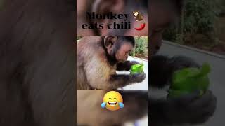 Monkey Eats Chilli , See What Happens Next