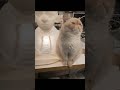 Romantic cat music