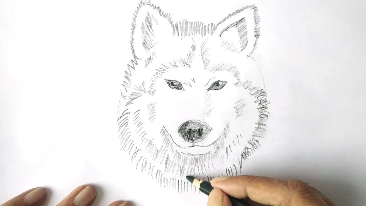 Wolf Head Drawing Art  Drawing Skill