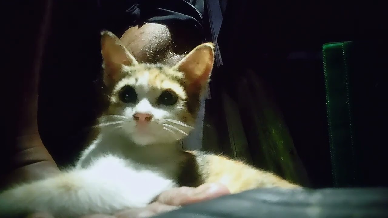 VLOG ANAK KUCING KECIL LUCU