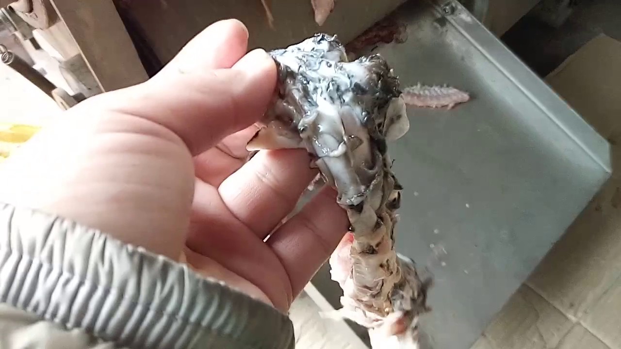 fish meat and bone separator