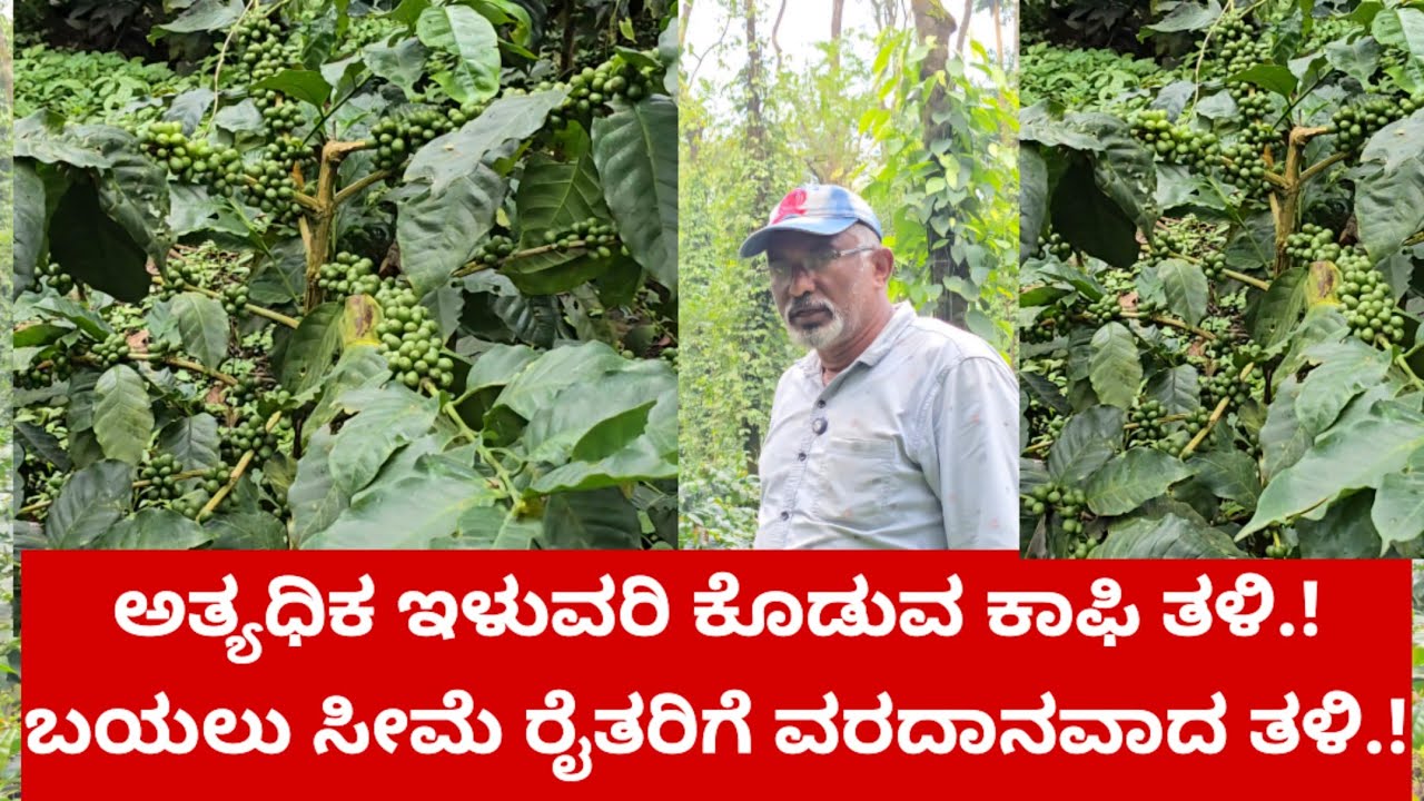 ಅತ್ಯಧಿಕ ಇಳುವರಿ ಕೊಡುವ ಕಾಫಿ ತಳಿ.! ಬಯಲು ಸೀಮೆ ರೈತರಿಗೆ ವರದಾನವಾದ ತಳಿ.!