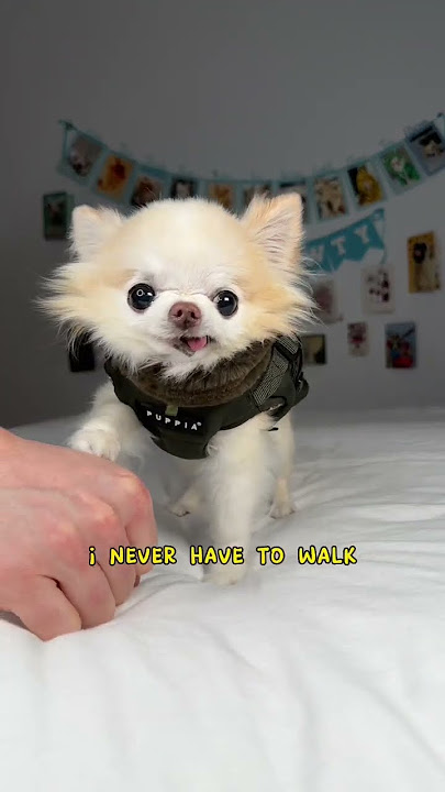 I’m a cha cha cha chihuahua Cedric the flying dog 😎 #funnydog #chihuahua