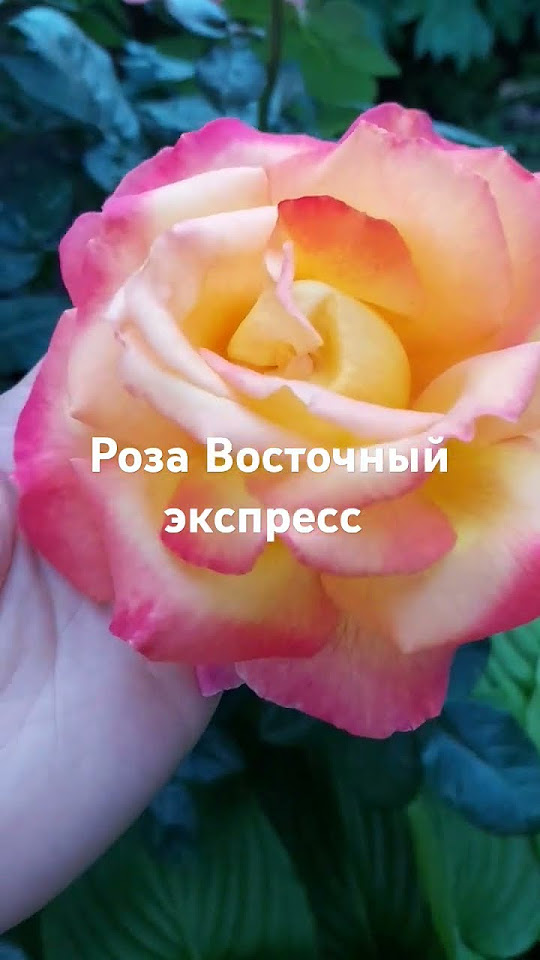 Роза Восточный экспресс#flower #plant #мойсад #сад #garden #цветы # ...