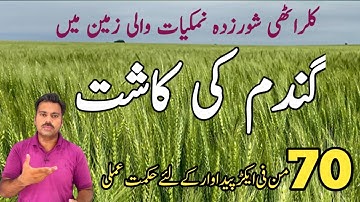 How to grow wheat crop in saline soil | Wheat cultivation in salts affected soil | Abid Ali Agrarian