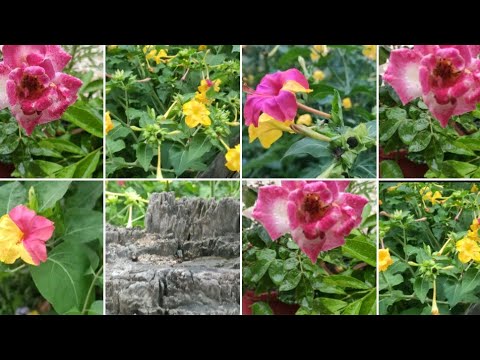 वीडियो: कलानचो (52 तस्वीरें): घर पर सजावटी फूल की देखभाल। फूल आने के दौरान हाउसप्लांट कैसा दिखता है?