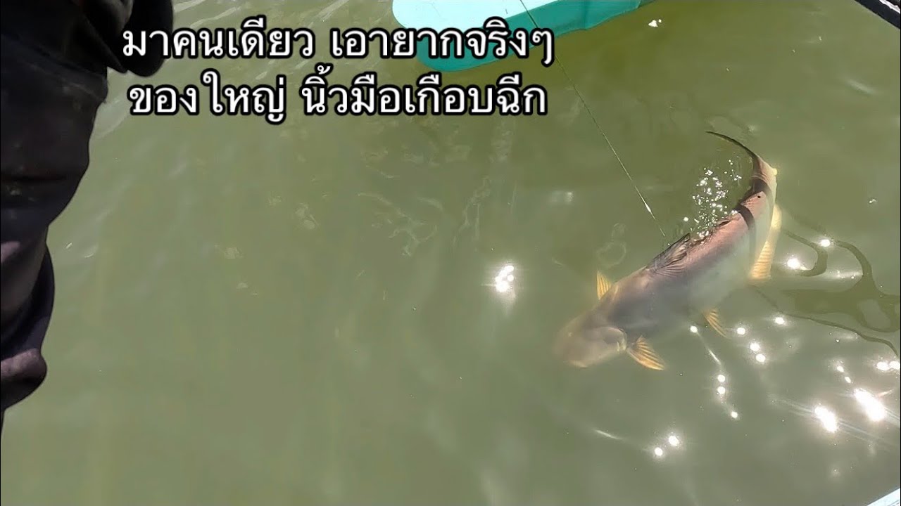 บทเรียนราคาแพง กับปลาใหญ่ นิ้วมือเกือบฉีก 
