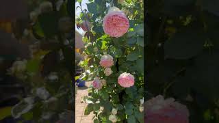 Teasing Georgia and Pierre de ronsard #bluebellrecipes #springgardening #roses