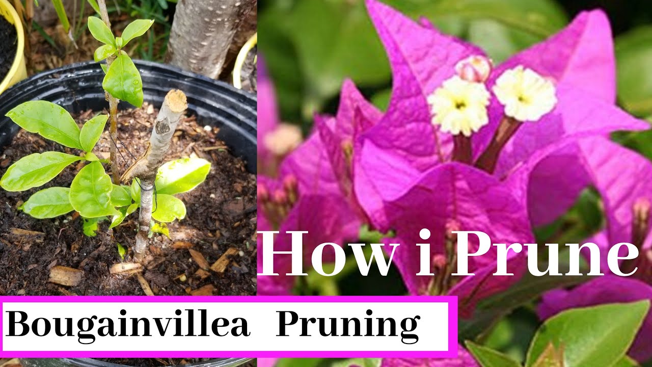 How to Prune Bougainvillea/Pruning Bougainvillea YouTube