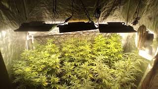 Beginner grow journal final weeks of veg