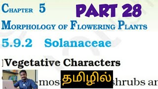 cbse 11th biology | morphology (part 28) | solanaceae |  vegetative characters | durai |alwarkurichi