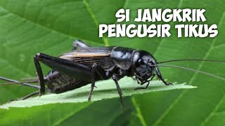 Suara Jangkrik Pengusir Tikus