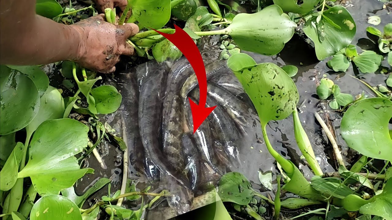 water hyacinth Remove Boy Catching Catfish Spotted Snakehead Fish