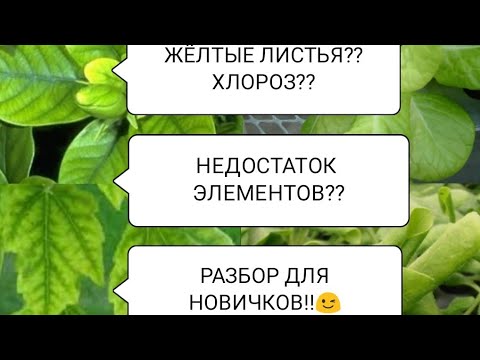 ПОЧЕМУ ЖЕЛТЕЮТ ЛИСТЬЯ?РАЗБИРАЕМ НЕДОСТАТКИ ЭЛЕМЕНТОВ ПО ЦВЕТУ ЛИСТА И РАЗНЫХ ПЯТНЫШЕК🌱🌿☘️