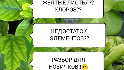 ПОЧЕМУ ЖЕЛТЕЮТ ЛИСТЬЯ?РАЗБИРАЕМ НЕДОСТАТКИ ЭЛЕМЕНТОВ ПО ЦВЕТУ ЛИСТА И РАЗНЫХ ПЯТНЫШЕК🌱🌿☘️