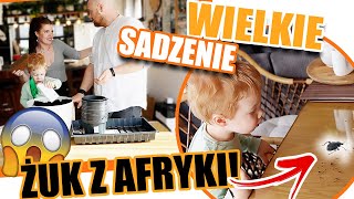 KUPILIŚMY KOKOS DO SADZENIA- ZOBACZ CO W NIM BYŁO! Robimy Bagietki z PARYŻA | SADZIMY PAMPAS #348