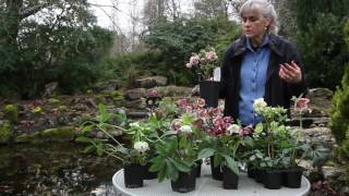 All About Hellebores