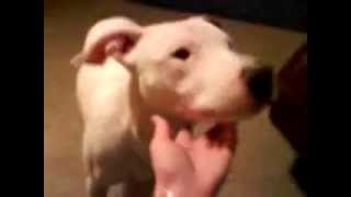 Stop The Pitbull Ban