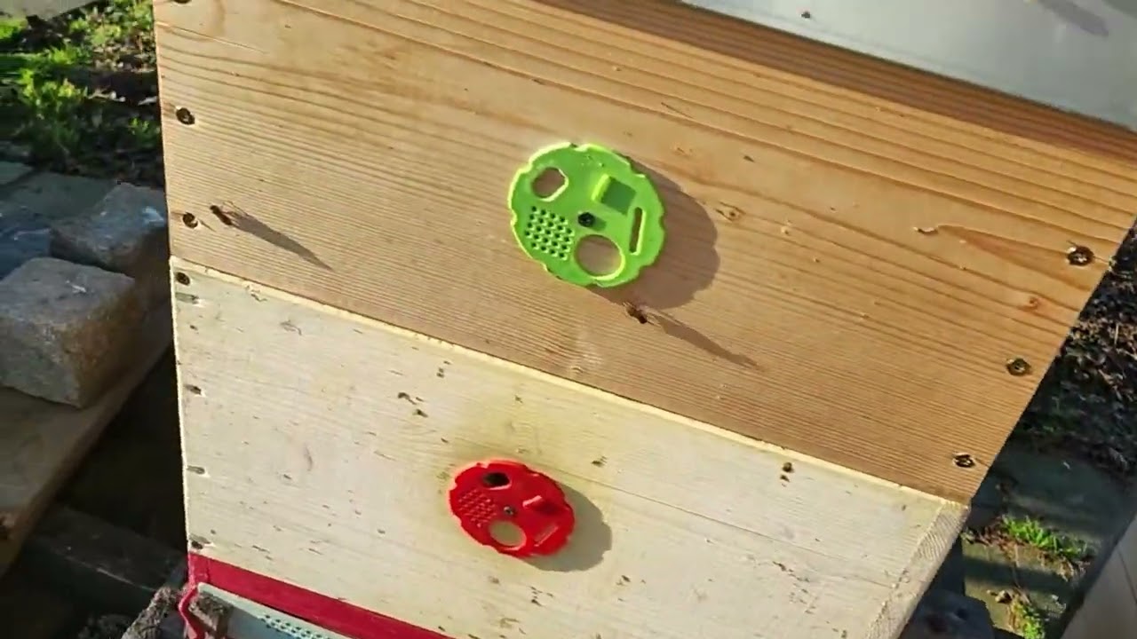 Přikrmuji včely medocukrovým těstem. Kdy je dobré přikrmovat včely a kdy ne? Jak se rozhodovat?