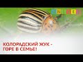 КОЛОРАДСКИЙ ЖУК - ГОРЕ В СЕМЬЕ!