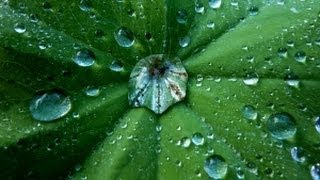 1 hour Gentle Rainfall with Distant Thunder for Sleep, Study, Baby, & Relaxation