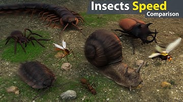 Insects Speed Comparison | Who