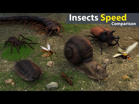 Video: The fastest insects in the world