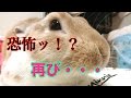 【おもしろぺット動画】うさぎからまたもや反撃を再びされました