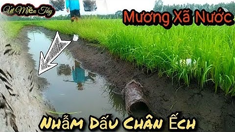 Đặt Lợp Ếch Chạy Quá Êm Dưới Mương Xã Nước//Út Miền Tây