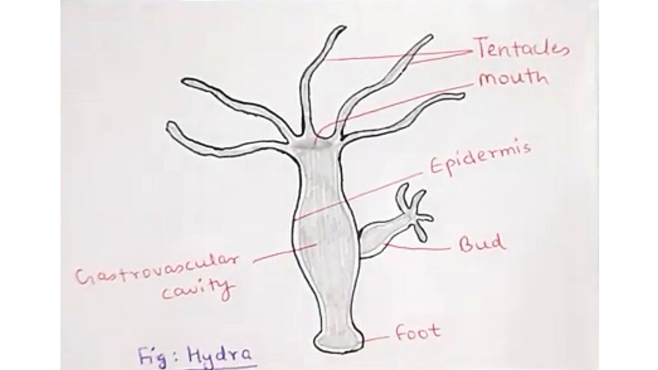 How To Draw Hydra || Hydra Diagram || How To Draw Label Hydra || NCERT ||  CBSE || Biology - YouTube