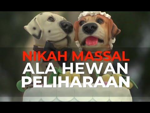 Intip Nikah Massal untuk Hewan Lucu di Peru