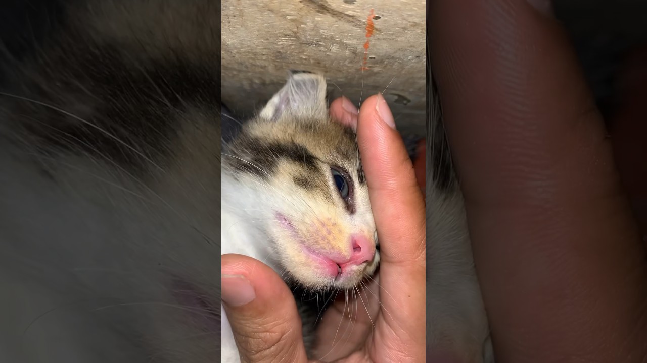 Yang lain pada ketawa sedangkan Babu sedih🥺🥺 